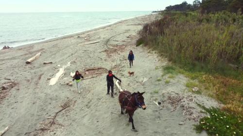 En Corse, les plages de la Plaine orientale sont nettoyées avec l'aide de mulets