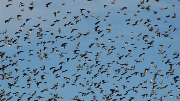 Il y a 50 milliards d'oiseaux sauvages sur Terre, d'après une méthode de comptage inédite de scientifiques australiens