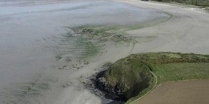 Écologie : le fléau des algues vertes en Bretagne