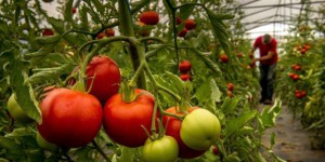 En Espagne, auprès des forçats de la tomate
