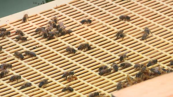 Face aux vols, les apiculteurs équipent les ruches de caméras et de traqueurs GPS