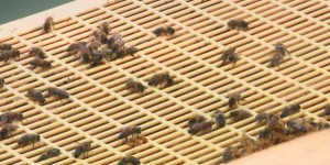 Face aux vols, les apiculteurs équipent les ruches de caméras et de traqueurs GPS