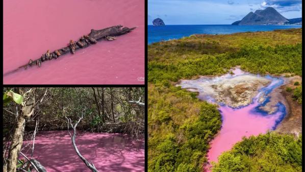 Au fil de l'eau. Pourquoi les eaux de la mangrove en Martinique et en Guadeloupe sont-elles roses ?