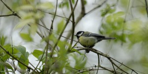 Oiseaux : des nichoirs dans les jardins pour sauver des espèces menacées