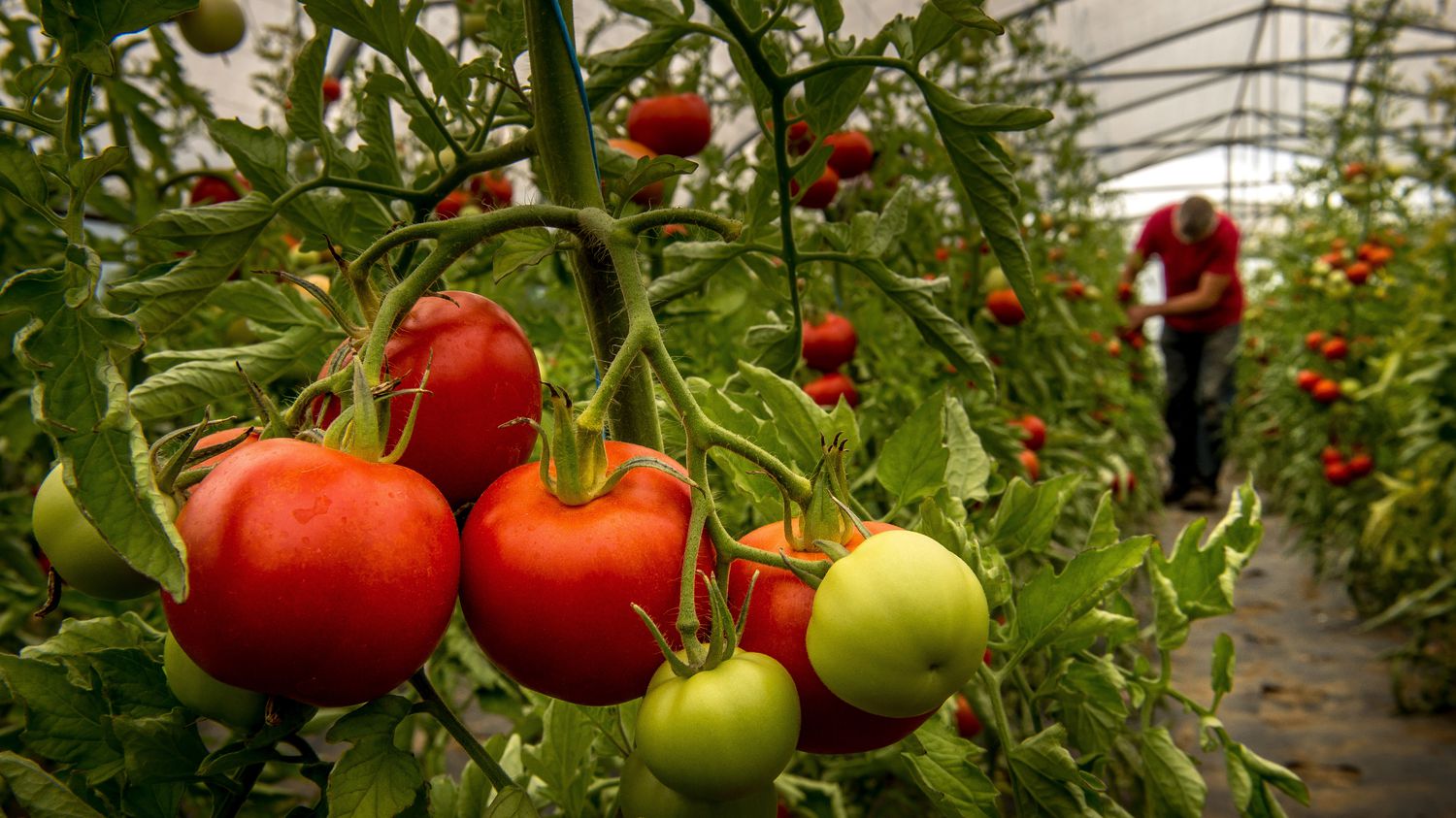 Travail : en Espagne, auprès les forçats de la tomate