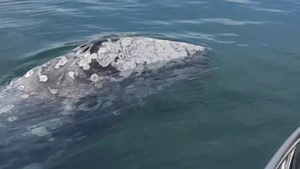 Var : un baleineau gris secouru dans le port de Bormes-les-Mimosas