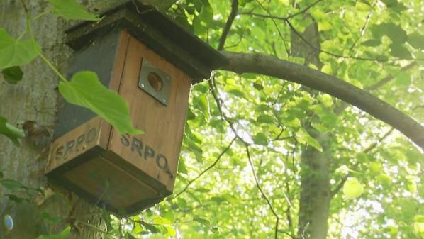 Biodiversité : en Alsace, des bénévoles entretiennent les nichoirs pour faire revenir les oiseaux