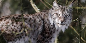 Biodiversité : dans les pas feutrés du lynx, espèce menacée
