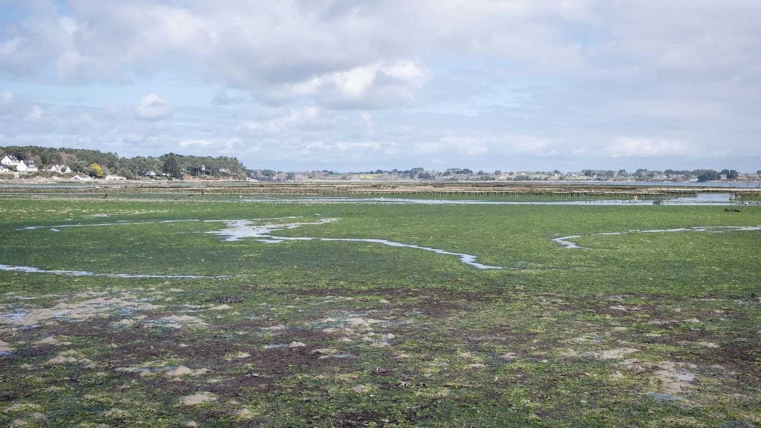 Bretagne : la justice ordonne à l'Etat de renforcer la lutte contre les marées vertes
