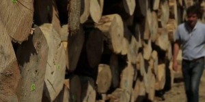 Bretagne : replanter des peupliers, une nécessité pour produire des cagettes