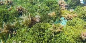 Calanques de Marseille : une algue invasive venue du Japon prolifère