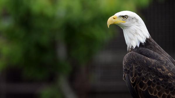 Etats-Unis : le gouvernement Biden va rétablir des protections d'espèces menacées supprimées par Trump