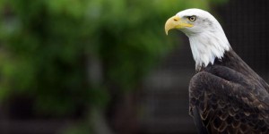 Etats-Unis : le gouvernement Biden va rétablir des protections d'espèces menacées supprimées par Trump