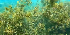 INFO FRANCE 3. Le littoral protégé des calanques menacé par une algue verte asiatique invasive en Méditerranée