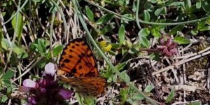 Italie : l’île d’Elbe, un sanctuaire pour les papillons