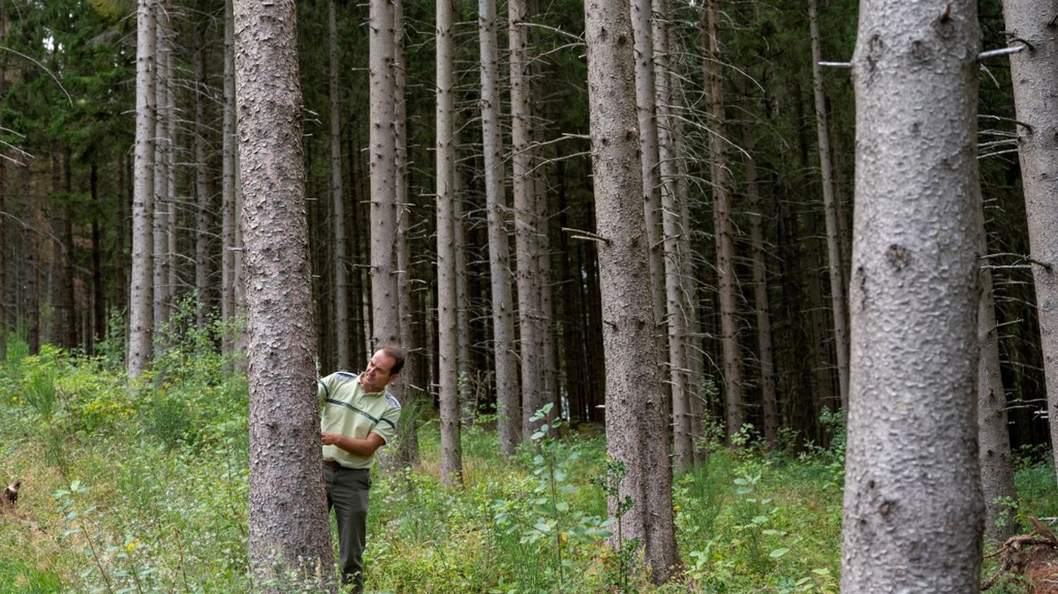 L'Office national des forêts va supprimer près de 500 postes en cinq ans