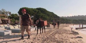 Var : à Ramatuelle, des ânes aident à nettoyer la plage