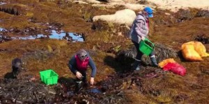 Finistère : à la rencontre de Scarlette Le Corre, pionnière des algues et cultivatrice de la mer