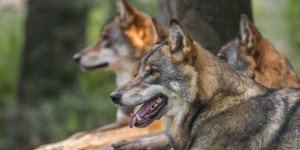 La population de loups gris progresse en France, mais plus lentement