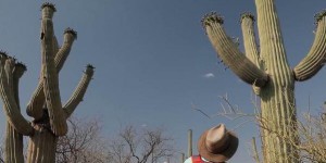 Réchauffement climatique : les cactus en danger en Arizona