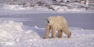 VIDEO. Canada : 'La population d'ours polaires a diminué de 24% en trente ans dans la baie d'Hudson'