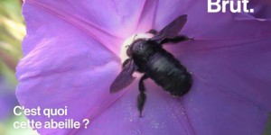 VIDEO. Connaissez-vous le xylocope, la plus grosse abeille d'Europe ?
