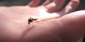 Le billet sciences. Faut-il aller jusqu'à éradiquer tous les moustiques ?