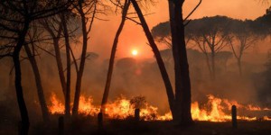 Le billet sciences. Les feux de forêt réduisent la faune sauvage