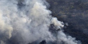 Environnement : comment se régénère la nature après un incendie ?