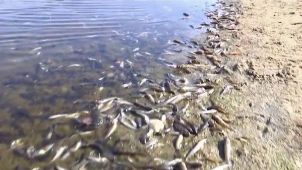 Espagne : des tonnes de poissons morts ramassées à la surface de la mer