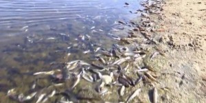 Espagne : des tonnes de poissons morts ramassées à la surface de la mer