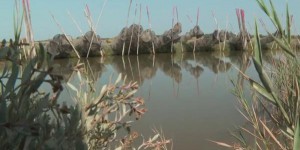 Hérault : l'étang de l'Or, un réservoir de biodiversité à la beauté fragile