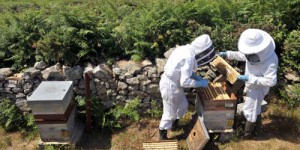 Miel : à l'école des apiculteurs convertis