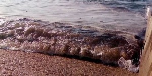 Pays basque : une algue inquiétante contamine les plages