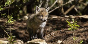 La préfecture de l'Oise veut autoriser le tir de 3 000 renards pour réguler l'espèce, les associations dénoncent un 'massacre'