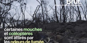 VIDEO. Comment une forêt se régénère-t-elle après un incendie ?