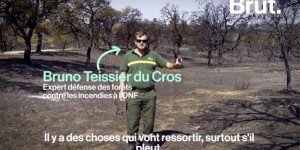 VIDEO. 'Pour retrouver la forêt telle qu'on l'a vue avant le feu, il faudra une trentaine d'années'