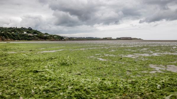 Algues vertes : l'Etat va proposer des 'contrats' aux agriculteurs pour les inciter à faire baisser le taux de nitrates dans l'eau
