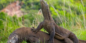 Congrès mondial de la nature : 38 500 espèces sont 'menacées', les dragons de Komodo désormais 'en danger'