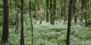 Congrès mondial de la nature : une forêt primaire, 'c'est le summum de l'écologie', selon le biologiste Francis Hallé