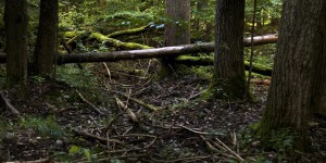 Environnement : un scientifique veut créer une forêt géante en Europe