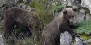 Espagne : dans les Asturies, on vit en paix avec les ours