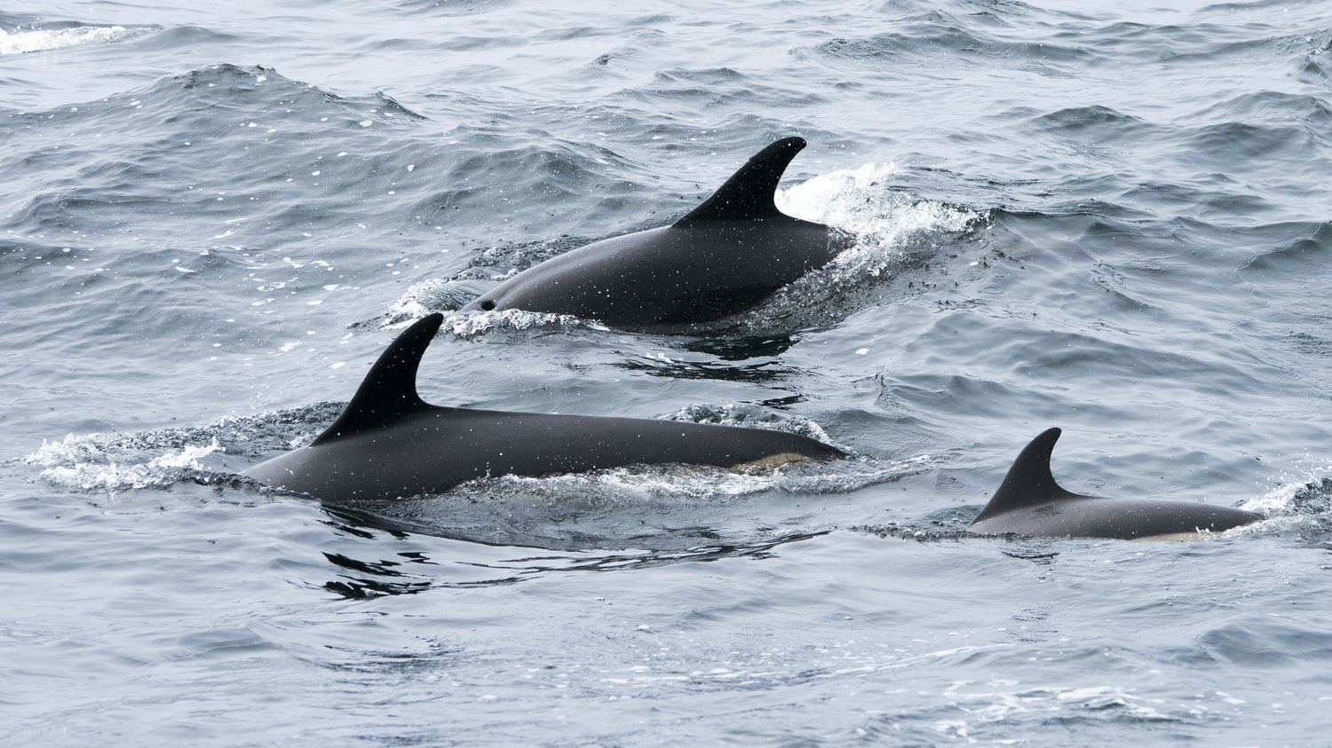 Aux îles Féroé, un massacre géant de dauphins remet en cause la tradition ancestrale du 'grind'