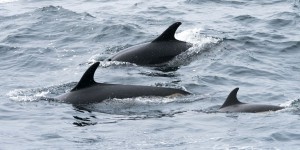 Aux îles Féroé, un massacre géant de dauphins remet en cause la tradition ancestrale du 'grind'