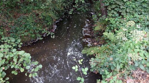 Ille-et-Vilaine : un cours d'eau pollué depuis près un mois entre Melesse et Betton
