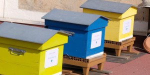 Jardin. Des ruches sur les toits à Nice...Vive le miel de béton !