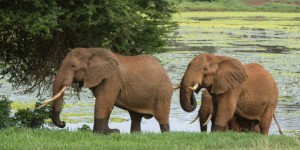Au Kenya, la population d'éléphants en augmentation, selon un premier recensement national