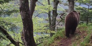 Pyrénées : la délicate cohabitation des éleveurs avec les ours