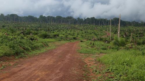 La relance de l'exploitation forestière en RDC serait 'une catastrophe', selon des ONG