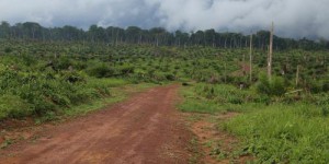 La relance de l'exploitation forestière en RDC serait 'une catastrophe', selon des ONG
